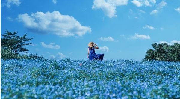 日本花海: 國營昭和紀念公園粉蝶花